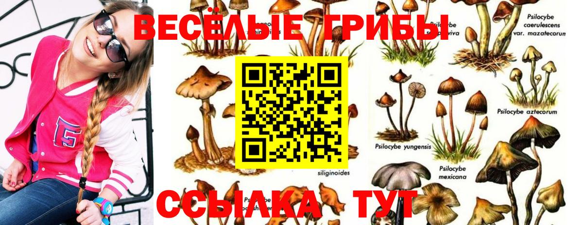 Псилоцибиновые грибы ЛСД Камышлов